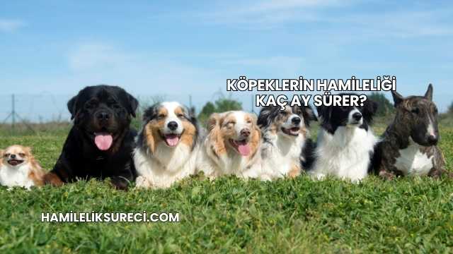 Köpeklerin Hamileliği Kaç Ay Sürer?