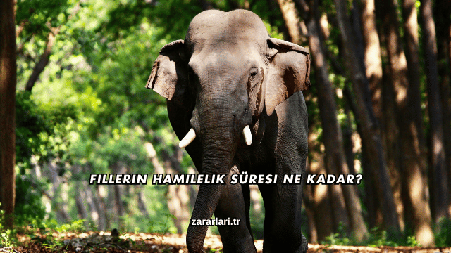 Fillerin Hamilelik Süresi Ne Kadar?