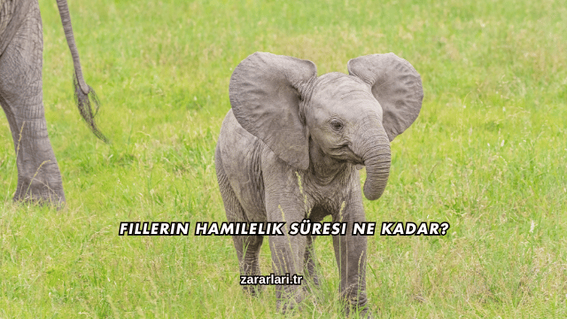 Fillerin Hamilelik Süresi Ne Kadar?