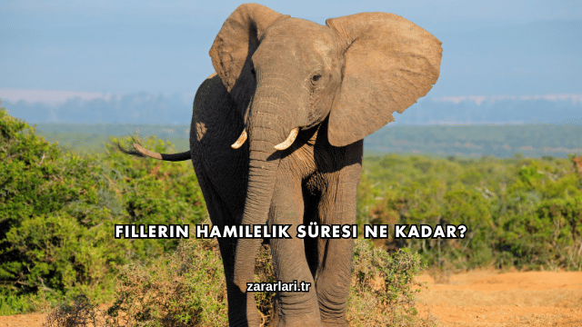 Fillerin Hamilelik Süresi Ne Kadar?