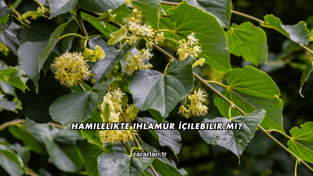 Hamilelikte Ihlamur İçilebilir mi?