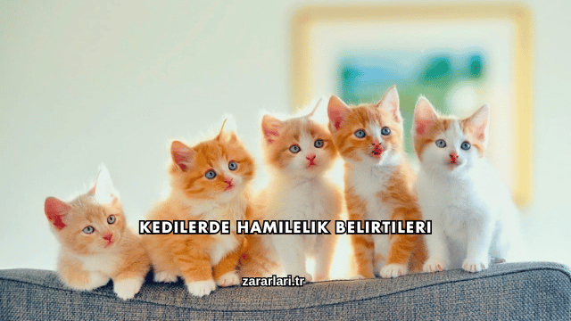 Kedilerde Hamilelik Belirtileri