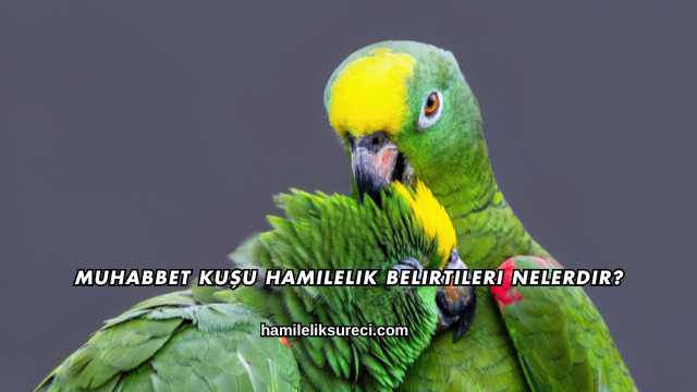 Muhabbet Kuşu Hamilelik Belirtileri Nelerdir?