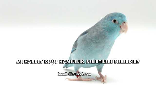 Muhabbet Kuşu Hamilelik Belirtileri Nelerdir?