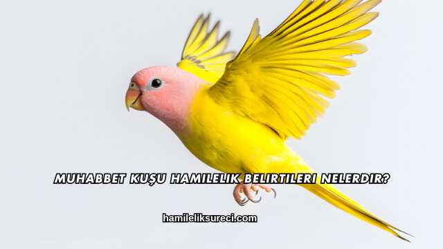Muhabbet Kuşu Hamilelik Belirtileri Nelerdir?